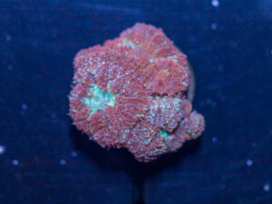 Blastomussa
