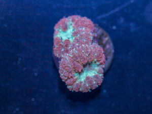 Blastomussa