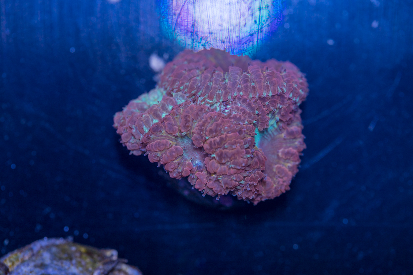 Blastomussa 1 Blastomussa
