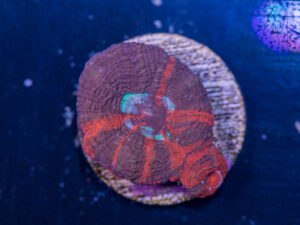 Acan - Bowerbanki