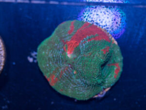 Acan - Bowerbanki