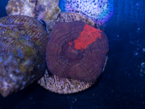 Acan - Bowerbanki