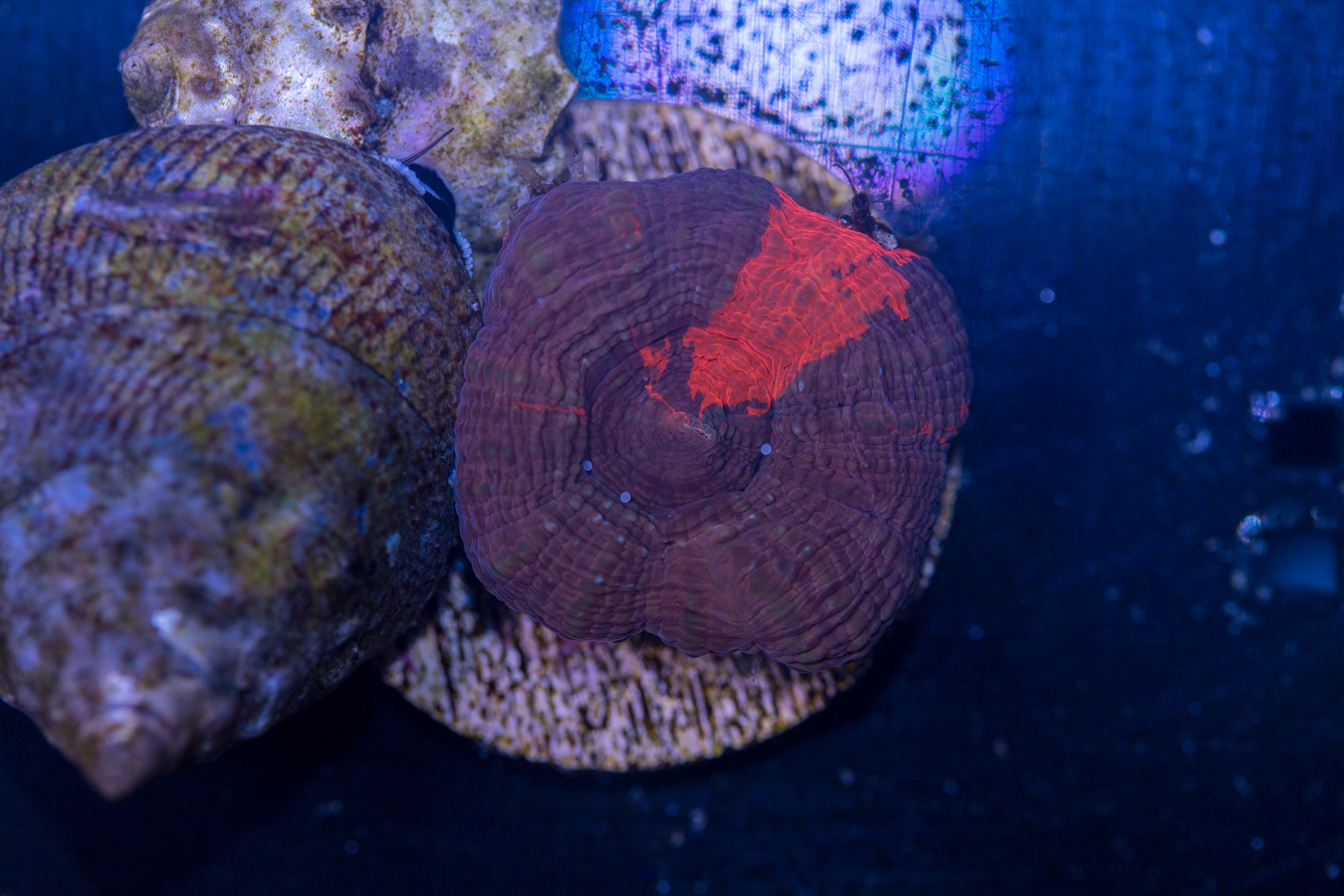 Acan - Bowerbanki 1 Acan - Bowerbanki