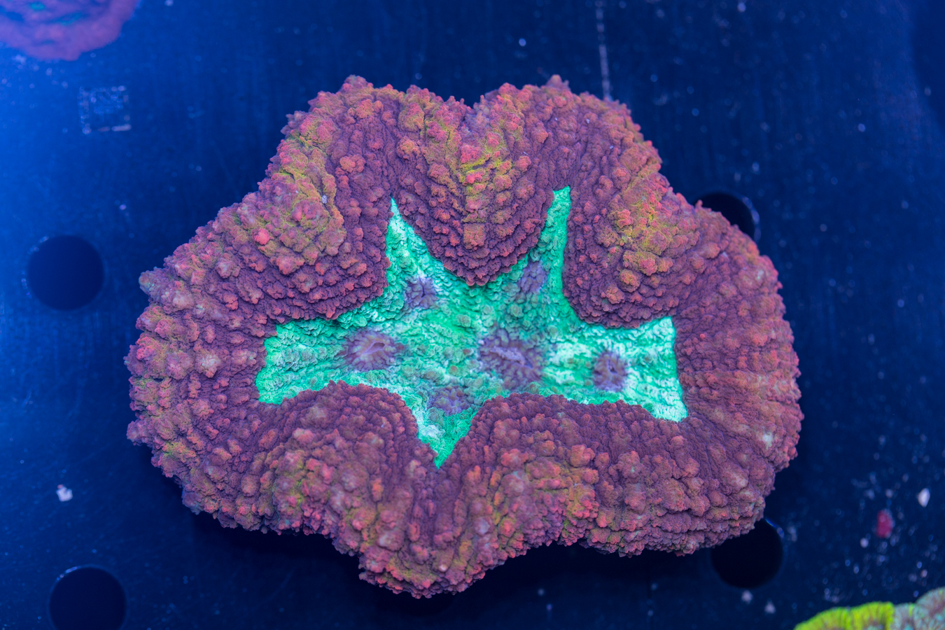 Symphyllia 1 Symphyllia