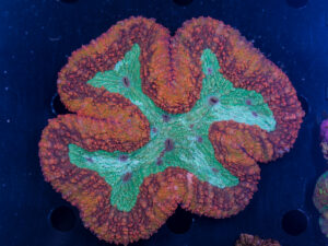 Symphyllia