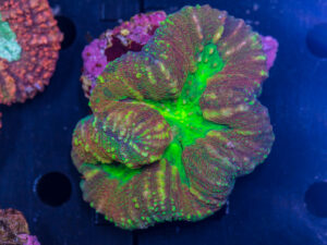 Lobophyllia