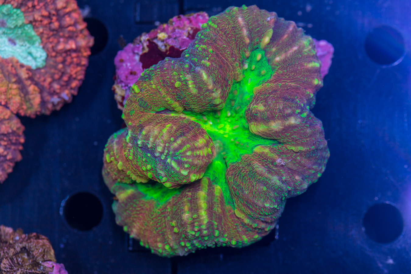 Lobophyllia 1 Lobophyllia