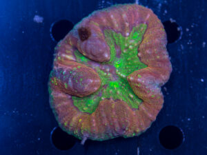 Lobophyllia