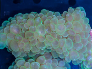 Bubble
