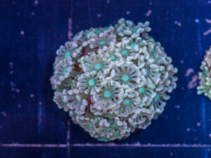 Alveopora