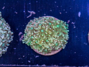 Alveopora