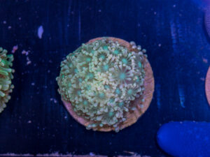 Alveopora