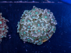 Alveopora