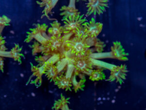 Goniopora - Grellow