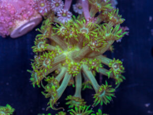 Goniopora - Grellow