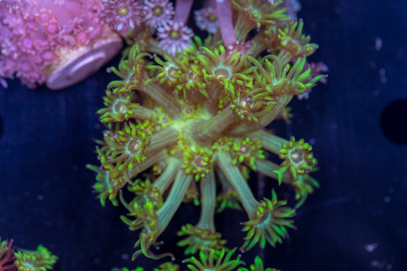 Goniopora - Grellow 1 Goniopora - Grellow