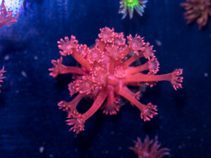 Goniopora
