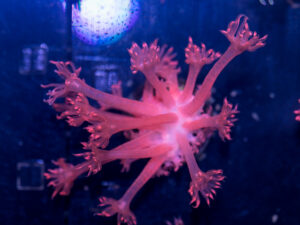 Goniopora