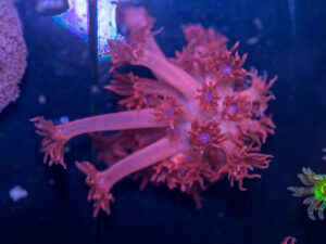 Goniopora