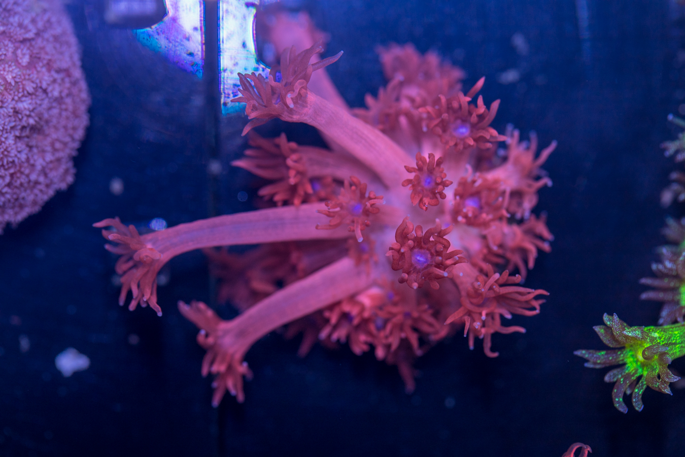 Goniopora 1 Goniopora