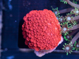 Goniopora