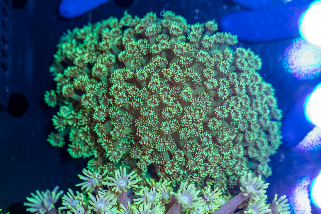 Goniopora 1 Goniopora