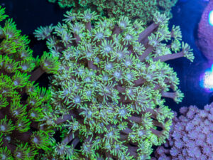 Goniopora