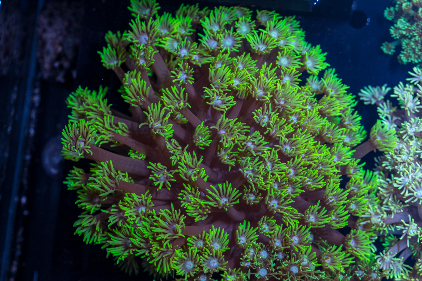 Goniopora 1 Goniopora