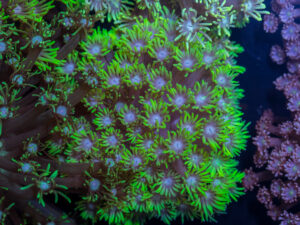 Goniopora