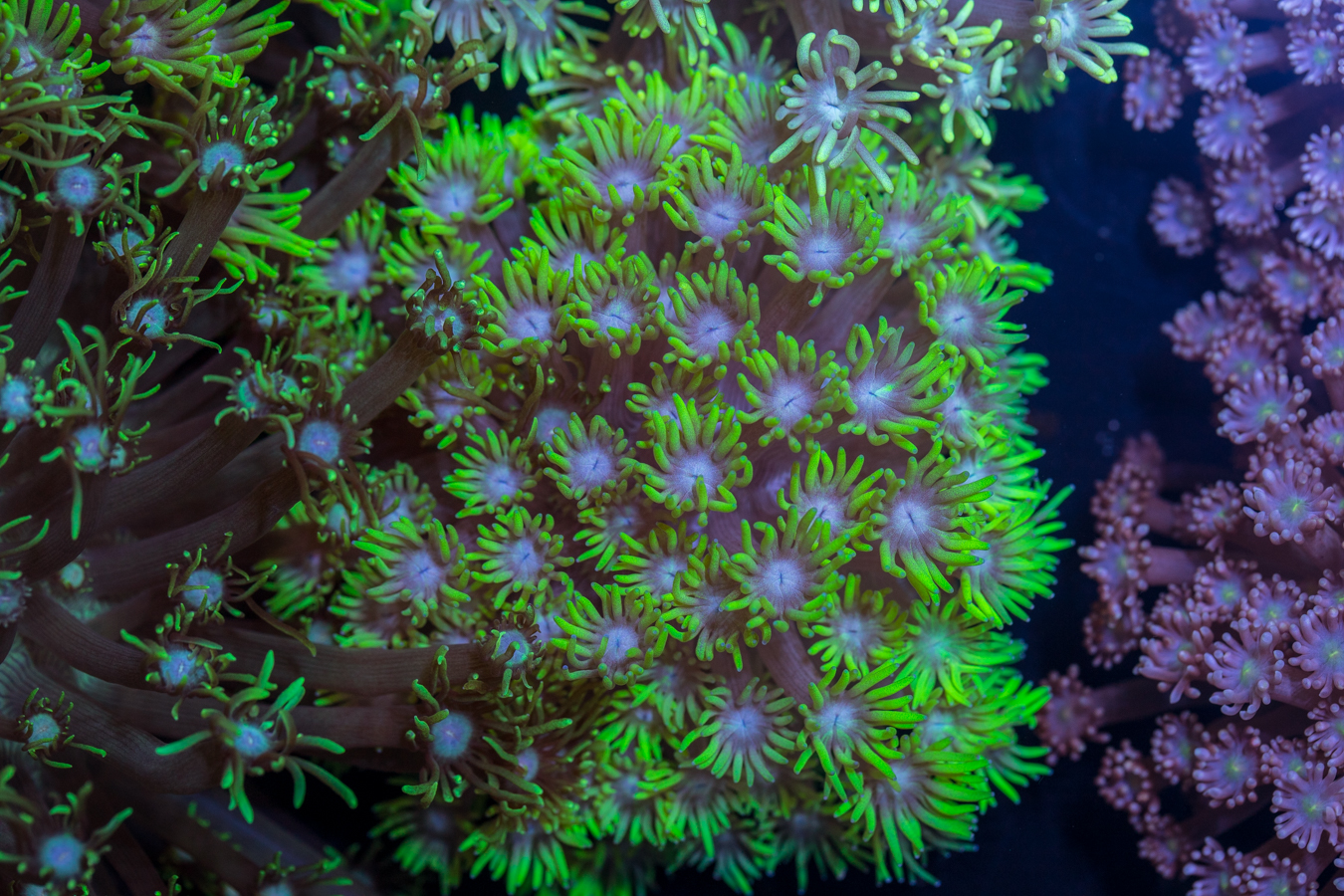Goniopora 1 Goniopora