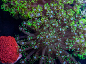 Goniopora