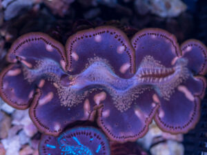 Clam - Maxima