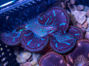 Clam - Maxima