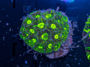 Goniastrea