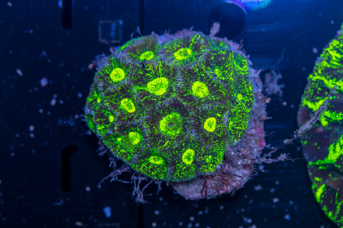 Goniastrea 1 Goniastrea