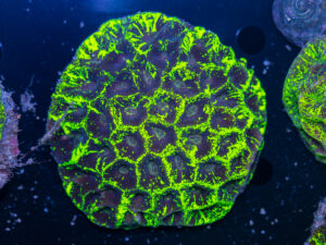 Goniastrea
