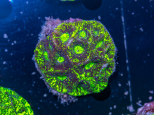 Goniastrea