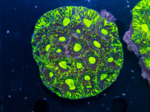Goniastrea
