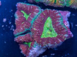 Lobophyllia