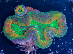 Lobophyllia