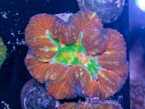 Lobophyllia