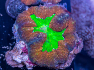 Lobophyllia