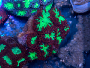 Blastomussa