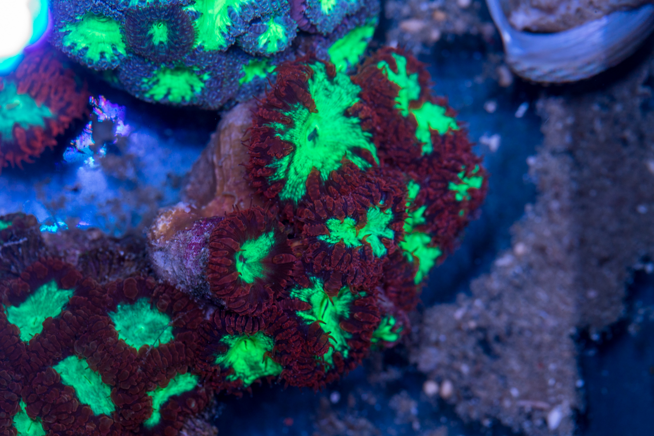 Blastomussa 1 Blastomussa