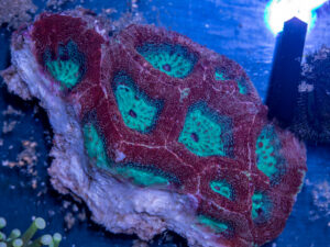 Acan - Bowerbanki