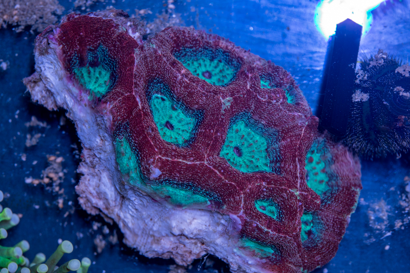 Acan - Bowerbanki 1 Acan - Bowerbanki