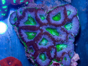 Acan - Bowerbanki