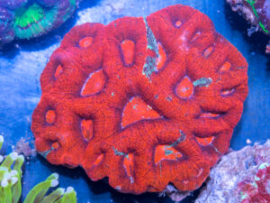 Acan - Bowerbanki