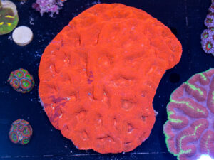 Acan - Bowerbanki
