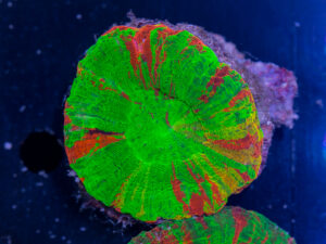 Scolymia